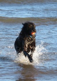 Dog in water