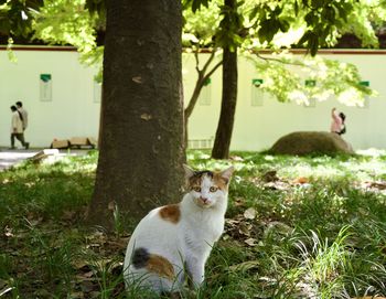 Cat sitting on field