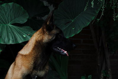 Dog looking away