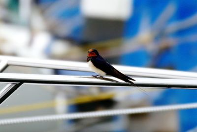 Close-up of bird perching on railing