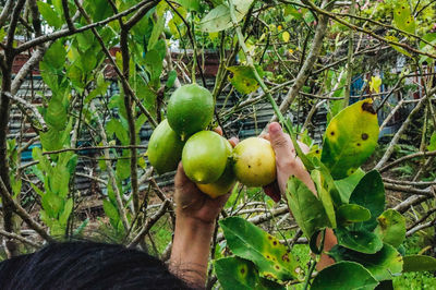 Green fruits growing on tree