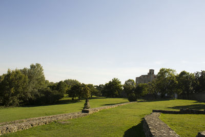 Trees growing on grassy field