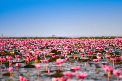 Purple flowering plants in lake against clear sky