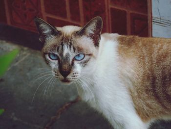 Close-up portrait of cat