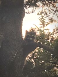Cat looking through tree
