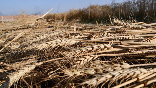 Close-up of dried plant on field