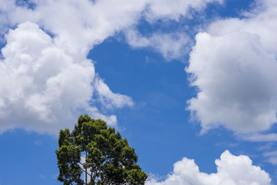 Low angle view of trees against blue sky