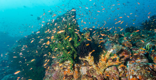 View of fish swimming in sea