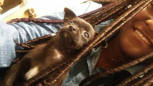 Close-up portrait of a cat