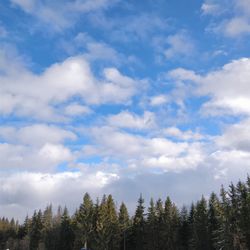 Low angle view of trees against sky