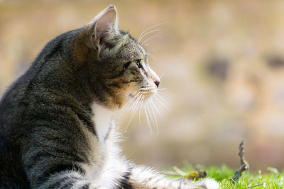 Close-up of a cat looking away