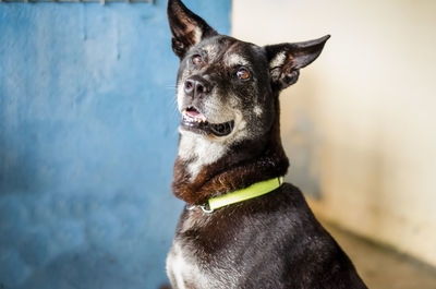 Close-up portrait of dog