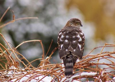 Close-up of hawk perching on branch