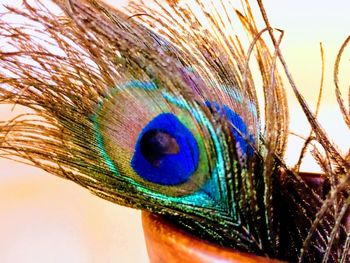 Close-up of peacock feather