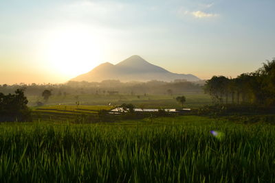 Grassy field by mountain against sky during sunset