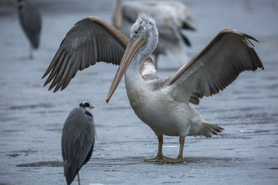 Close-up of pelican standing on snowy field