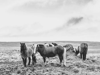 Horses standing in a field