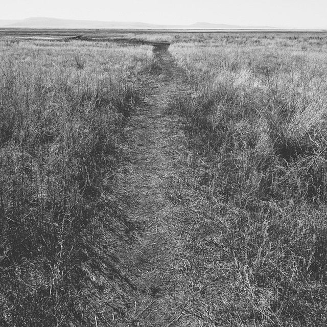 field, grass, landscape, tranquility, tranquil scene, rural scene, agriculture, nature, growth, grassy, scenics, beauty in nature, farm, plant, clear sky, sky, horizon over land, day, outdoors, non-urban scene