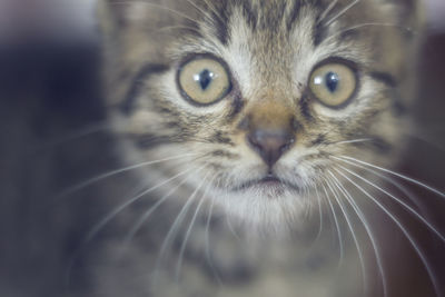 Close-up portrait of a cat