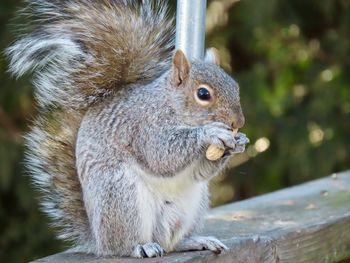 Close-up of squirrel