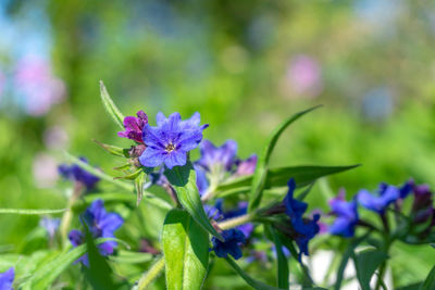 Close-up of purple flowering plant