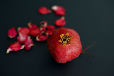 Close-up of red flower against black background