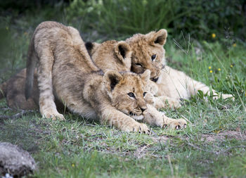 Lion cubs on grassy field