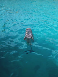 High angle view of dolphin in the sea in the bahamas