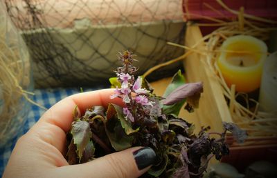 Close-up of hand holding purple flowering plant