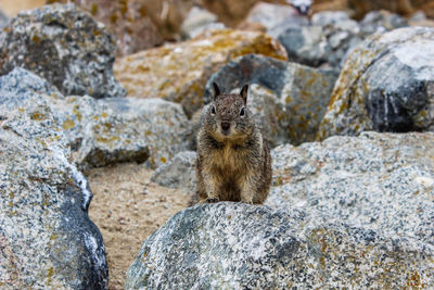 Close-up portrait of squirrel on rock