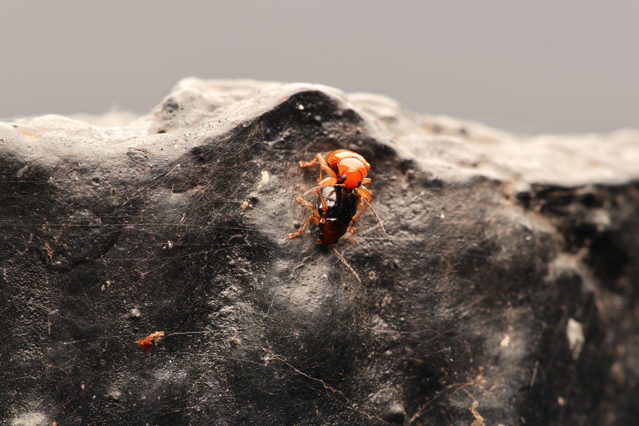 CLOSE-UP OF BUG ON ROCK