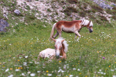 Small horse crouching on a flowery meadow and his mother standing in the background