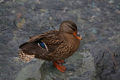 High angle view of mallard duck on water