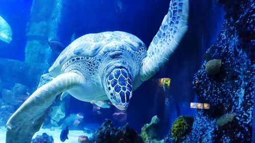 Close-up of fish swimming in aquarium