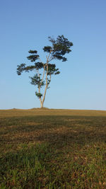 Tree on field against clear blue sky