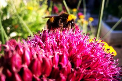 Close-up of bee pollinating on pink flower