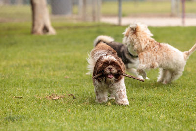 Dogs on grassy field