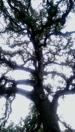 Low angle view of trees against sky