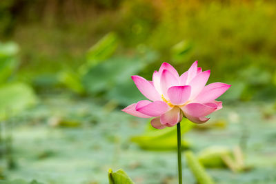 Close-up of pink lotus water lily in pond
