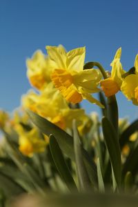 Close-up of yellow flowering plant against sky