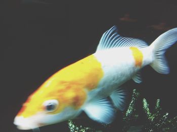 Close-up of fish in aquarium