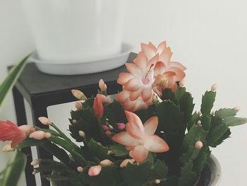 Close-up of hand holding flowers