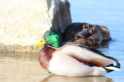 Close-up of a duck in lake