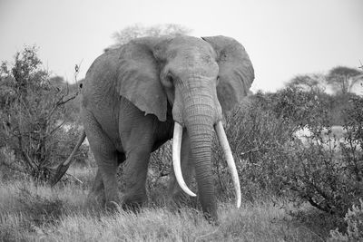 Elephant in a field