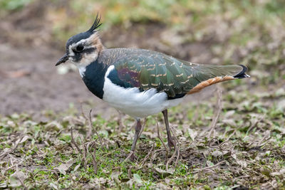 Portrait of a northern lapwing 
