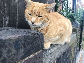 Close-up of cat