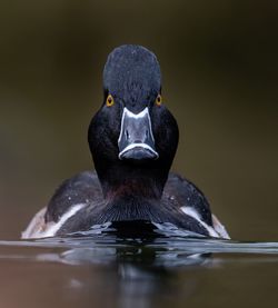 Close-up of duck swimming in lake