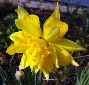 Close-up of yellow flower blooming outdoors