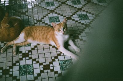High angle view portrait of cat on floor