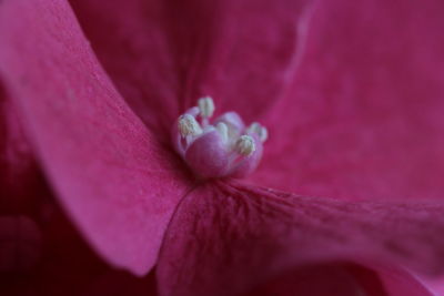 Close-up of flower blooming